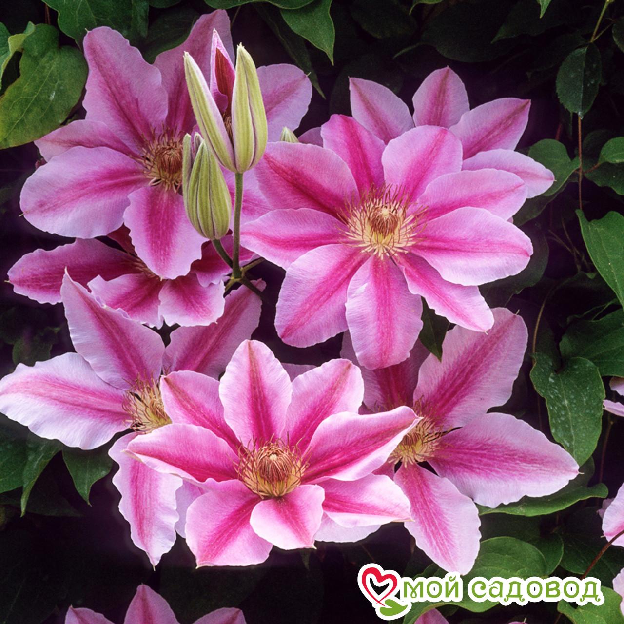 Клематис Биз Джубили ЗКС