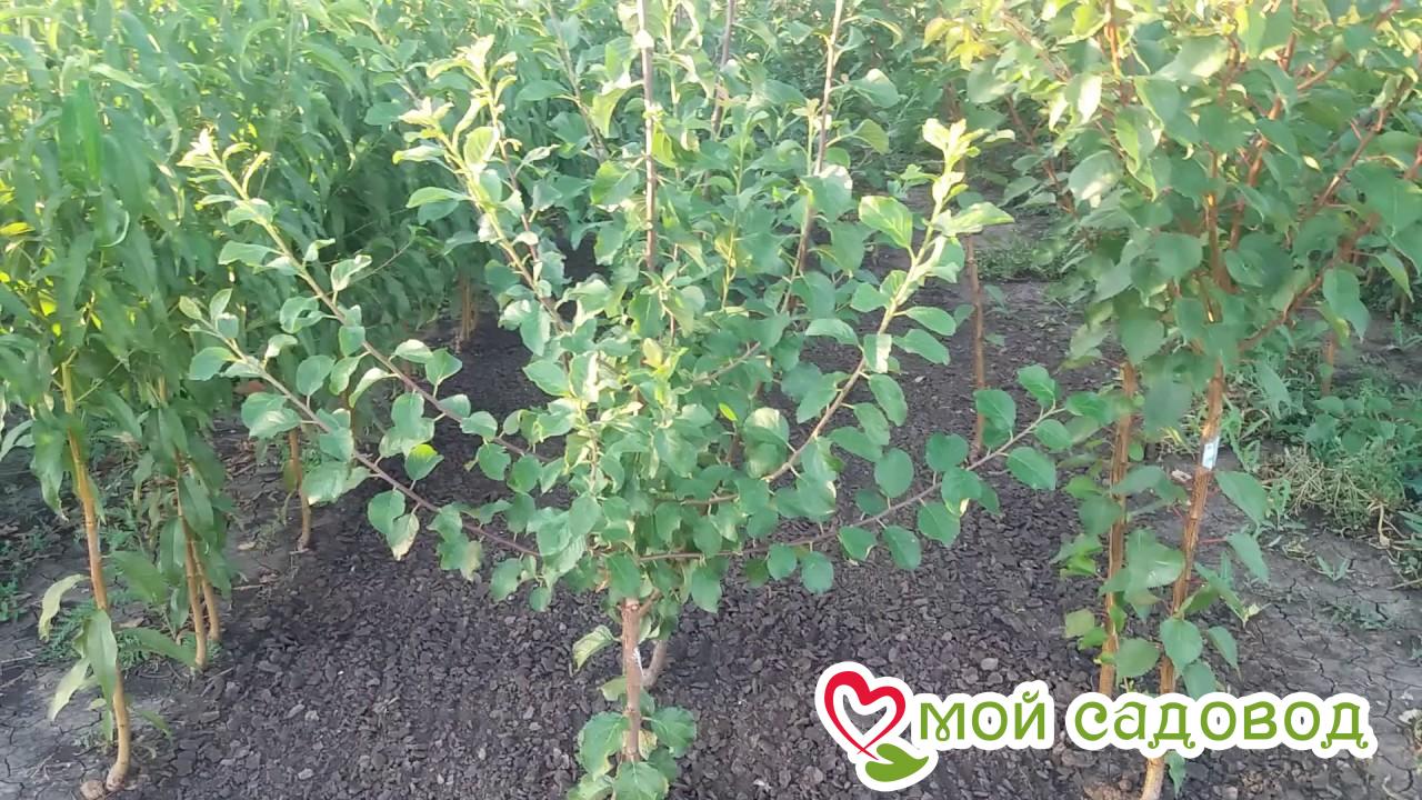 Слива Сахарная Роща