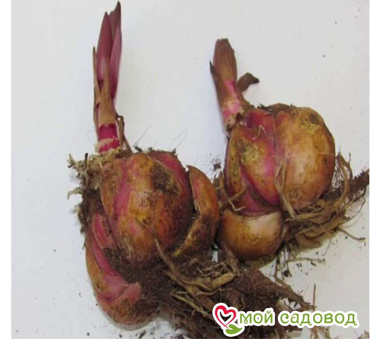 Лилия Дыхание Ветра